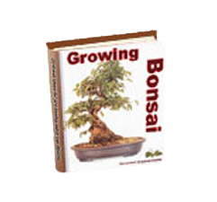 Growing Bonsai